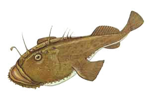 [Rana pescatrice]