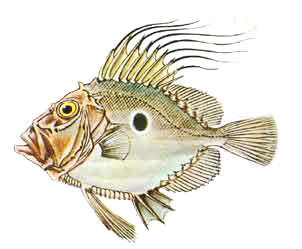 [Pesce San Pietro]